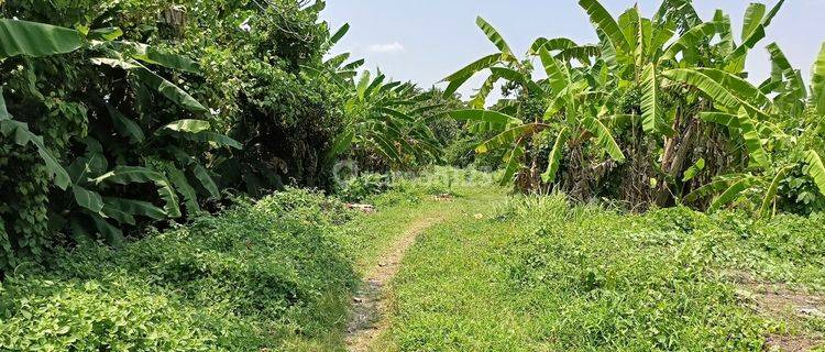 Tanah Kavling Area Pemukiman Dekat Puspem Badung 1