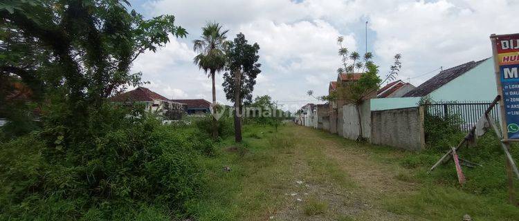 Jual Tanah Kavling Samping Smp N 2 Klaten Cuma 2jtan m2 Legalitas SHM 1