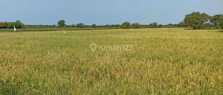 Dijual Tanah Di Kecamatan Pusakanagara, Kabupaten Subang, Propinsi Jawa Barat 1