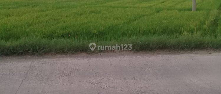 Dijual Tanah Zona Industri Di Desa Pelutan, Kecamatan Pemalang, Kotapemalang, Propinsi Jawa Tengah 1