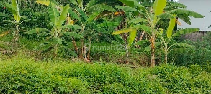 Tanah Kapling Siap Bangun 170m2 Sangket Sukasada Buleleng Bali 1