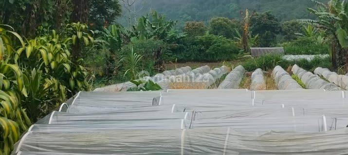 Murah Tanah 5,5 Are Datar View Golf Dan Danau Bedugul Bali 1