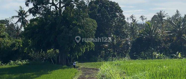 Buc Tanah Sawah 70 Are Di Dekat Kampus Akses Mobil Buleleng Bali 1