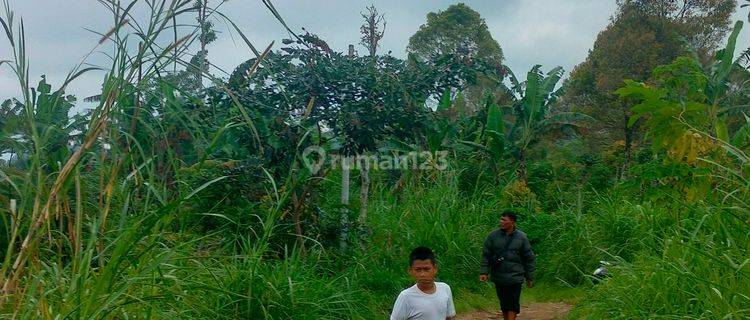 5 Ha Bagus Untuk Perkebunan Di Asah Gobleg  1