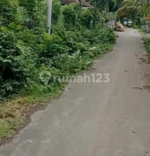 Tanah Lahan Perkebunan Anggur 11 Are Pemuteran Buleleng 1
