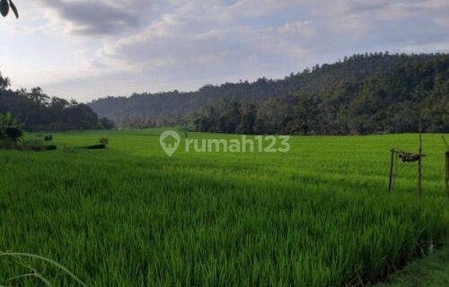 Tanah 120 Are Pinggir Jalan Provinsi Busungbiu Buleleng 1
