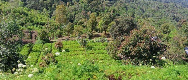 Dijual Tanah Kebun Banjar Buleleng Bali 7,5 Ha 1