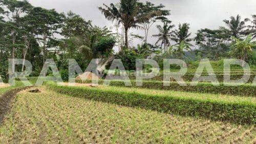 Sewa Tanah Pertanian 15 Are Komplek Villa Sidemen Karangasem 1