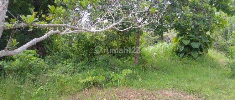 Land for sale 2900m2 Sangsit Sawan Buleleng village 1