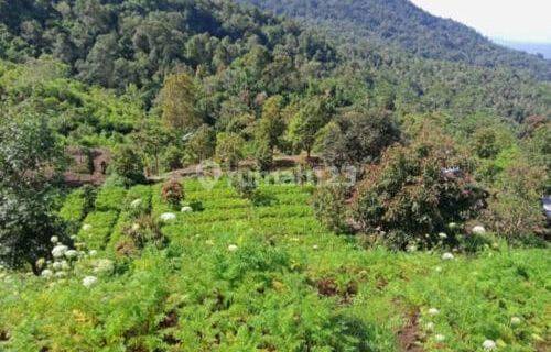 For sale, Banjar Buleleng Bali Garden Land 7.5 Ha 1