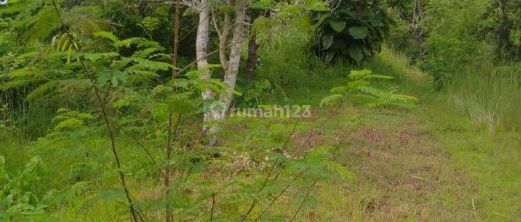 Land for sale 1255m2 Sangsit Sawan Buleleng Village 1