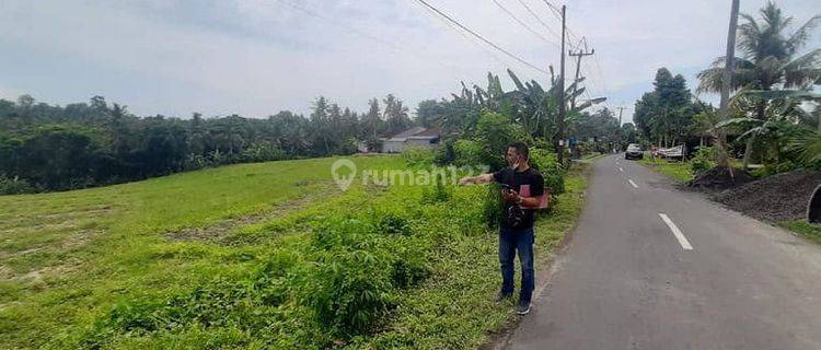 Tanah Murah 32 Are Megati Tabanan 1