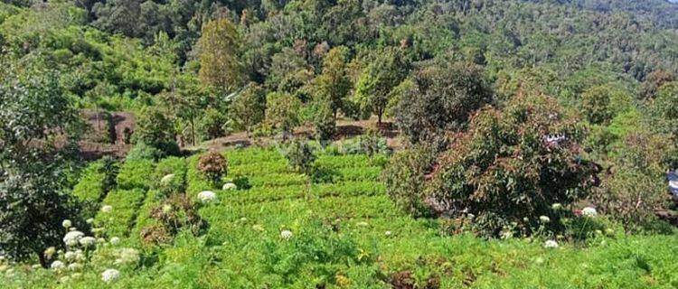 Tanah Kebun Banjar Buleleng Bali 7,5 Ha 1