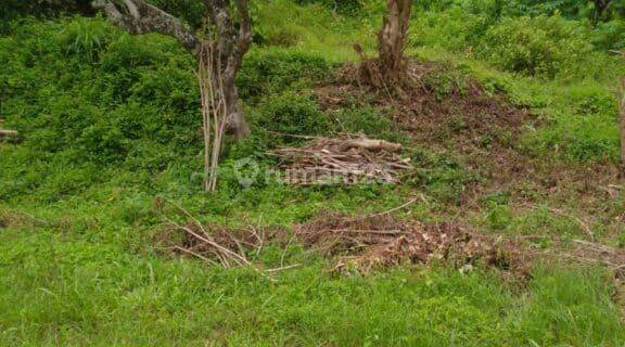 Land Investment Opportunity 4650m2 Village Sangsit Sawan Buleleng 1