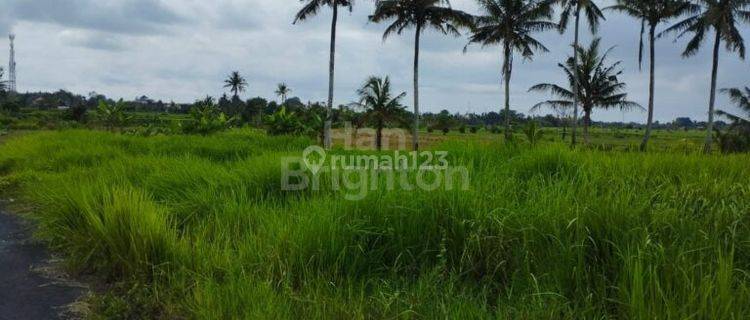 1900m2 Paddy Land for sale Angantaka Abiansemal Badung 1