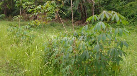 Property Investment Land 1800m2 Sangsit Village Sawan Buleleng 1