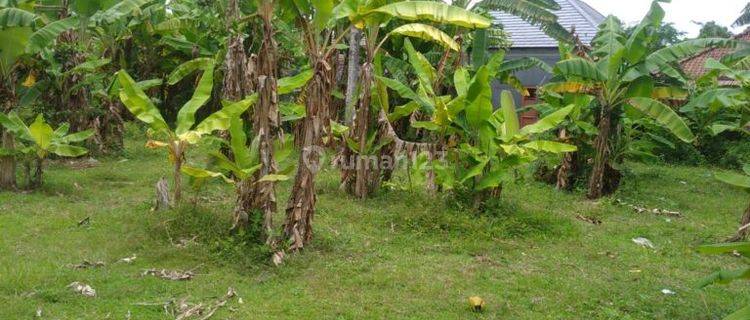 Investasi Tanah 7415m2 Desa Temukus Banjar Buleleng 1