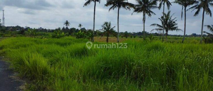 Tanah Sawah 19 Are Angantaka Abiansemal Badung 1