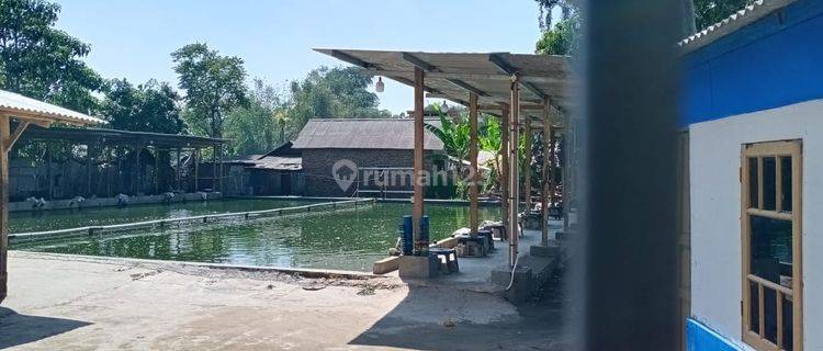 Dijual Tanah & Kolam Pemancingan Di Daerah Palnunjuk, Kab.samarang Garut 1