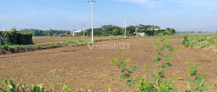 Tanah Datar, Pati, Jateng, 13.000m², SHM 1