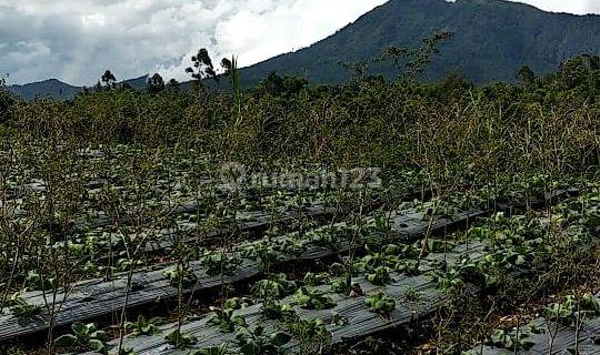Tanah di Kopeng Jalan Merapisari Ngablak, Magelang 1