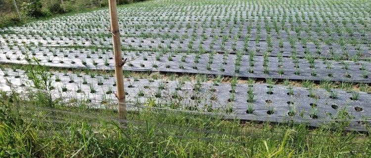 Dijual Lahan Strategis di Samosir Sumut 1