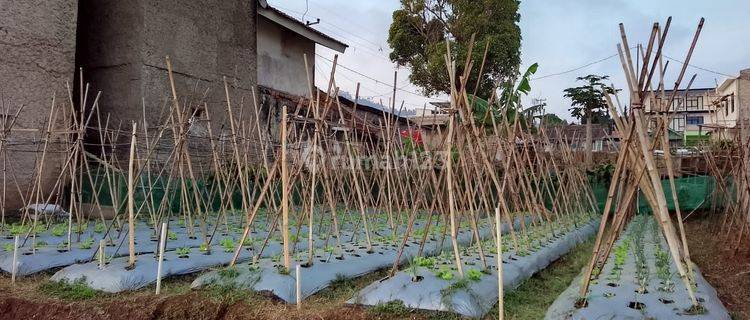 Harga Termurah .. Tanah Dijual Cocok Utk Berkebun di Lembang 1