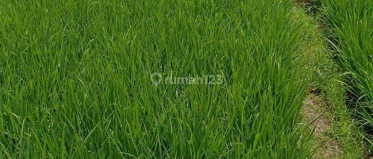 Harga Langka .. Tanah Sawah Dijual Luas di Gedebage , Bandung 1