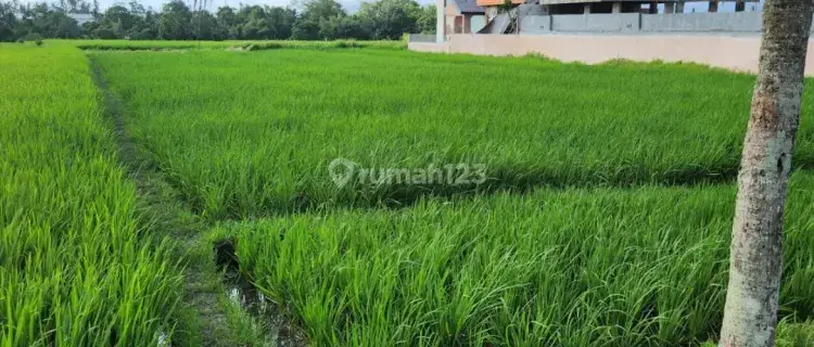 Tanah View Sawah Jalan Utama Pantai Kedungu 1