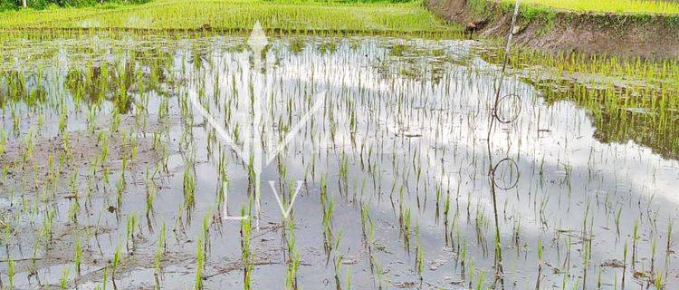 TANAH SAWAH LUAS DI KAWASAN MAYANG UNTUK BISNIS (Mrk) 1