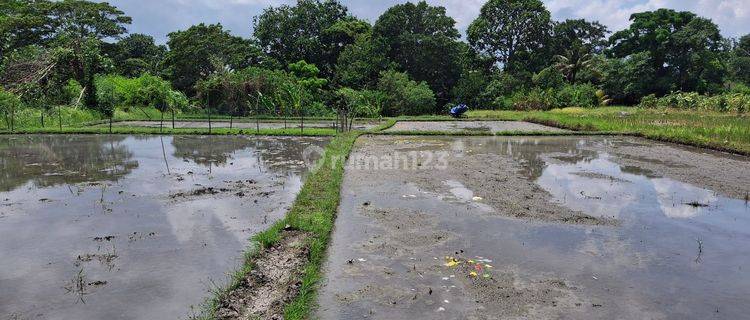 Tanah Kontrakan 20 Are Shm Buwit Akses 4 Meter 1