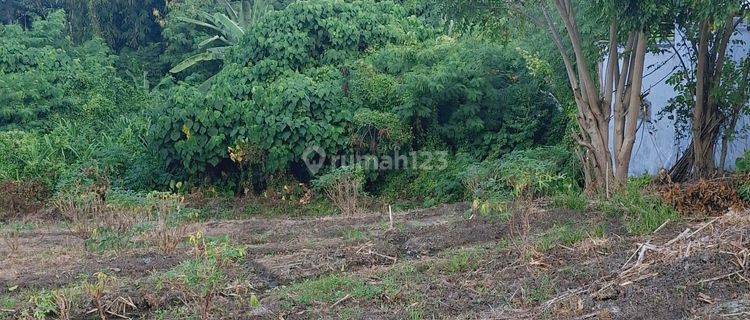 Land for Rent 28 are Canggu SHM Yellow Zone 1