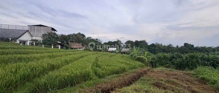 Dijual Tanah 10 Are Shm Di Tumbak Bayuh. 1