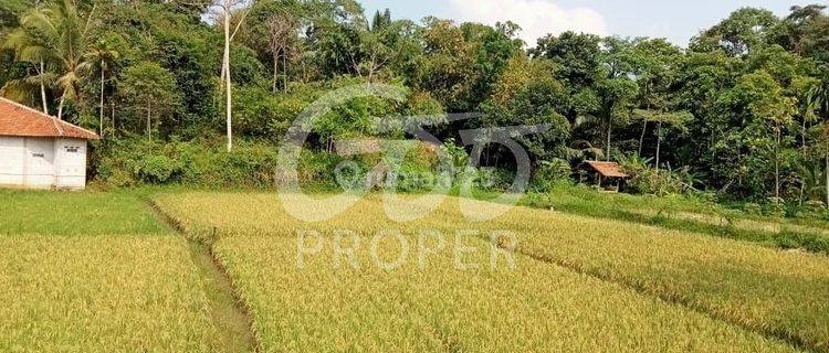 Tanah Dijual di Desa Perumasan Kec Cipeucang Banten 1