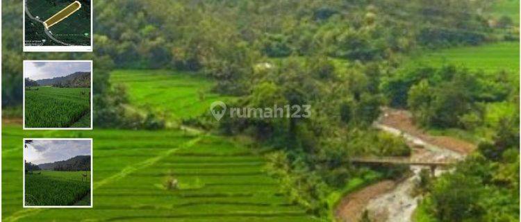 Sawah Terasering di Jl. Raya Subuk, Buleleng, Bali 1