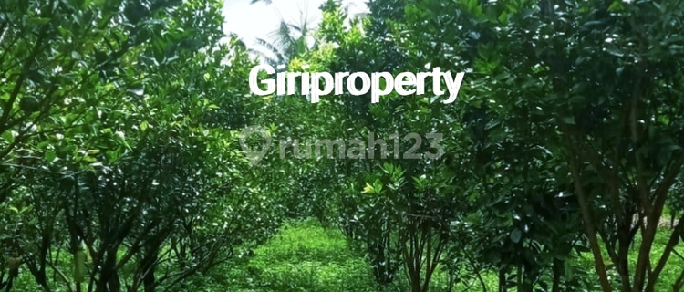 BUC di jual tanah murah pinggir jalan . Sudah berisi pohon jeruk siap panen 1