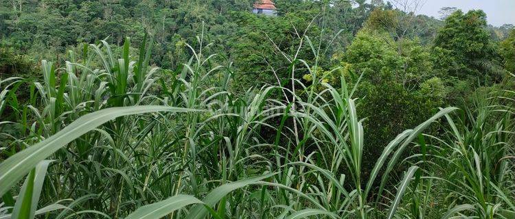 Di jual cepat. butuh uang cepat BUC. Tanah murah pinggir jalan Ubud Utara  1