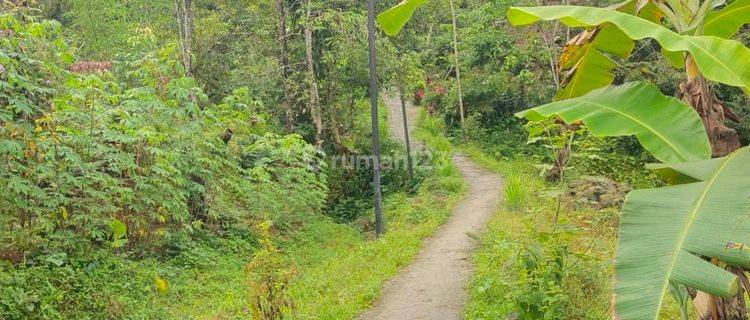 Dijual Tanah Luas Talang Kelapa Gasing Musi Banyuasin  Sumatera Selatan 1