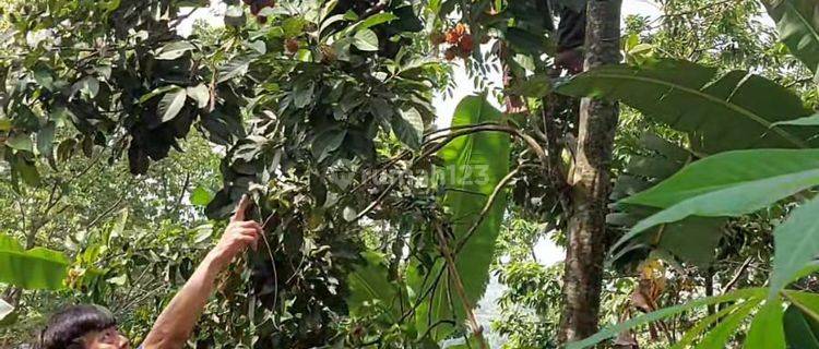 Tanah Kebun Durian, Rambutan, Alpukat, Sawo Cocok Buat Perumahan Lokasi Strategis Cirawa Mekar Bandung Barat  1