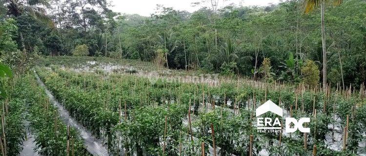 Tanah Luas Cocok Untuk Perkebunan Dekat Puskesmas Danasari Tegal 1