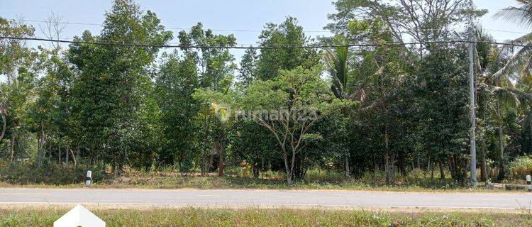 Tanah Tepi Jalan Raya Lintas Selatan Jawa Lintas Selatan Kebumen 1