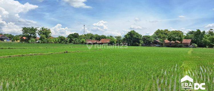 Sebidang Sawah Aktif Dan Subur Dekat Jalan Utama Gebog Kudus 1