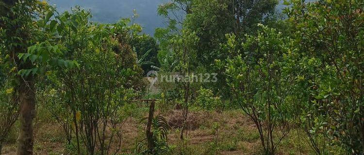 Selling mountain and lake view garden land in Kintamani 1