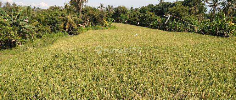 Di Jual Tanah murah di desa Jagaraga Singaraja bali 1