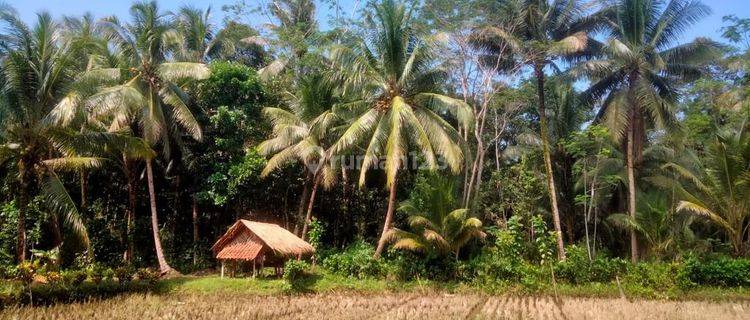 Tanah Strategis Murah di Cijulang Pangandaran 1