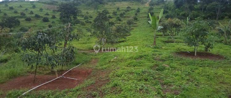 Tanah kebun alpukat nuansa pegunungan suka resmi cipanas 1
