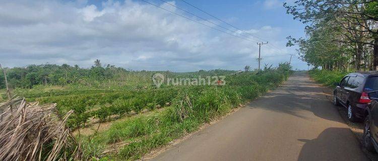Tanah Murah Pinggir Jalan Raya Provinsi Ciemas Sukabumi 1