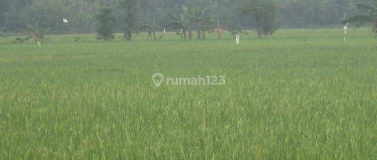 Tanah Murah Aset BRI, Gondang, Kab. Bojonegoro 1