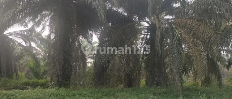 Tanah Murah di Daerah Gelumbang, Muara Enim 1