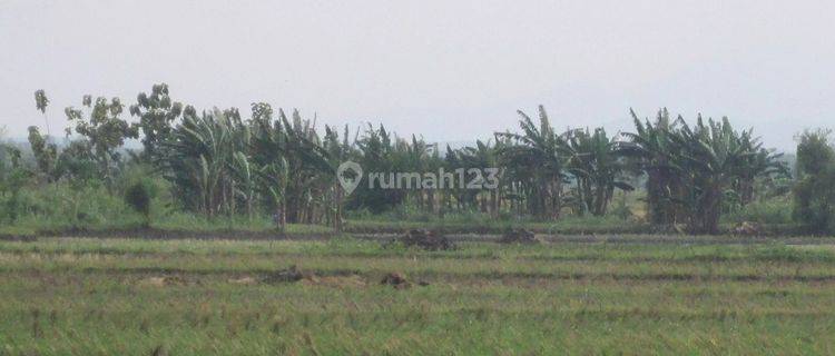 Tanah Murah Aset BRI, Kalitidu, Kab. Bojonegoro 1